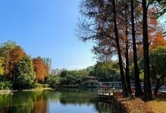 晓港公园冬色。