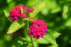 马缨丹（二~完）