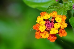 马缨丹（二~完）