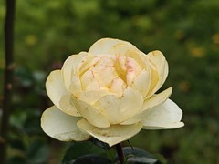 拍摄花卉一（1042）