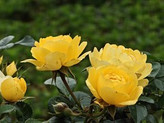 拍摄花卉一（1042）
