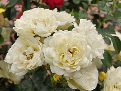拍摄花卉一（1041）