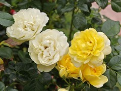 拍摄花卉一（1041）