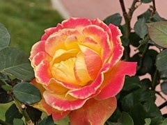 拍摄花卉一（1041）