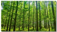 黄海森林公园（四）