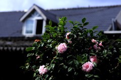 九山公园 (3)