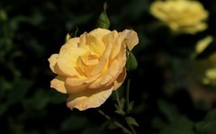 月季花