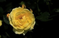 月季花