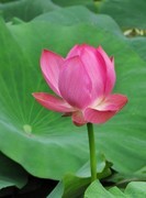 热！热！热！到处都热的四十度，今年是怎么了连海水都热的下去不舒服了，坚持吧！