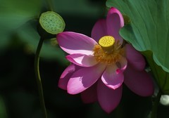 花卉