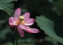 花卉