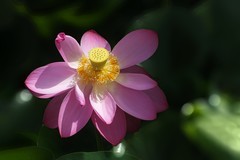 花卉