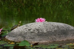 一池睡莲始盛开,千娇百媚入画来