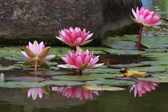 一池睡莲始盛开,千娇百媚入画来
