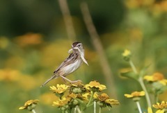 棕扇苇莺（13）