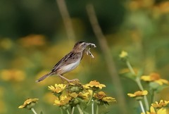 棕扇苇莺（13）