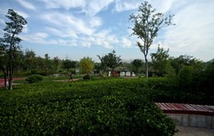 随拍——鹊华秋色