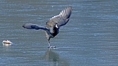 冰上之舞-银河公园 白骨顶水鸡