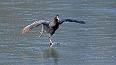 冰上之舞-银河公园 白骨顶水鸡