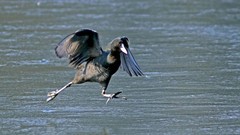 冰上之舞-银河公园 白骨顶水鸡