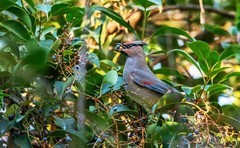 太平鸟（十九）
