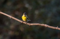 小黄雀（六十八）