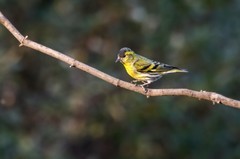 小黄雀（六十八）