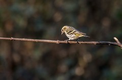 小黄雀（六十八）