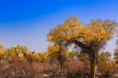 外出随拍（640）.