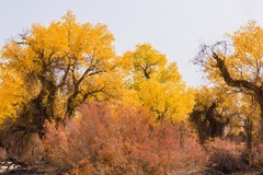 外出随拍（640）.