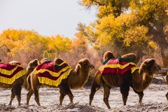 外出随拍（641）.