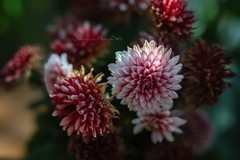 2026迎春花卉 - 2