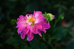 2026迎春花卉 - 2