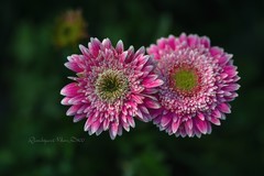 2026迎春花卉 - 2