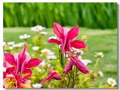 耧斗花