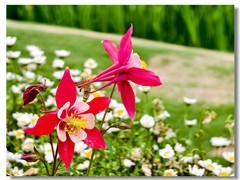 耧斗花
