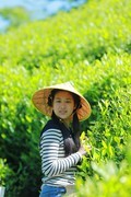 采茶姑娘