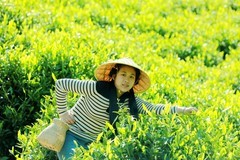 采茶姑娘