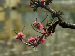 春花灿烂（11）