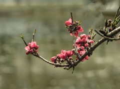 春花灿烂（11）