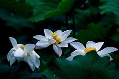 仲夏——荷颜悦色（三）