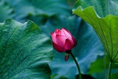 仲夏——荷颜悦色（三）