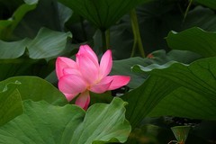 荷塘——荷花（2）