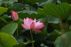 荷塘——荷花（2）