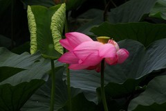 荷塘——荷花（2）