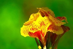 美人蕉花开