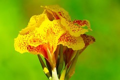 美人蕉花开