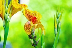 美人蕉花开
