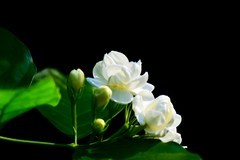 茉莉花开