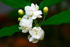 茉莉花开